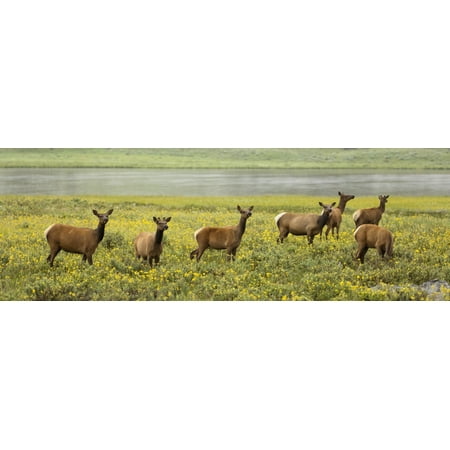 Elk (Cervus Canadensis) Herd In Wildflowers Along The Gardiner River Yellowstone National Park Wyoming United States Of America Canvas Art - David Ponton  Design Pics (37 x 12)