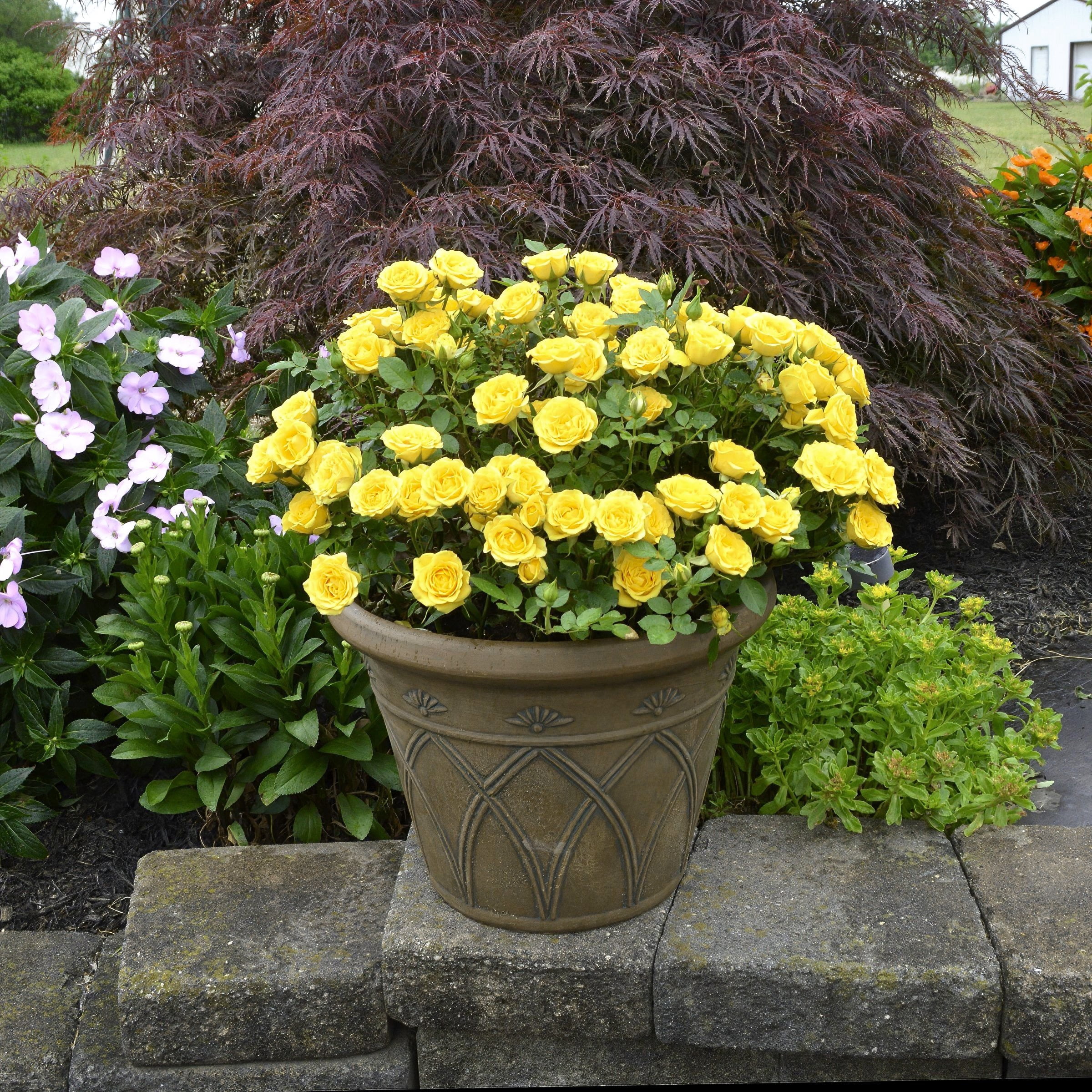 2 gal Live Rose Yellow Mini Flora with Yellow Flowers