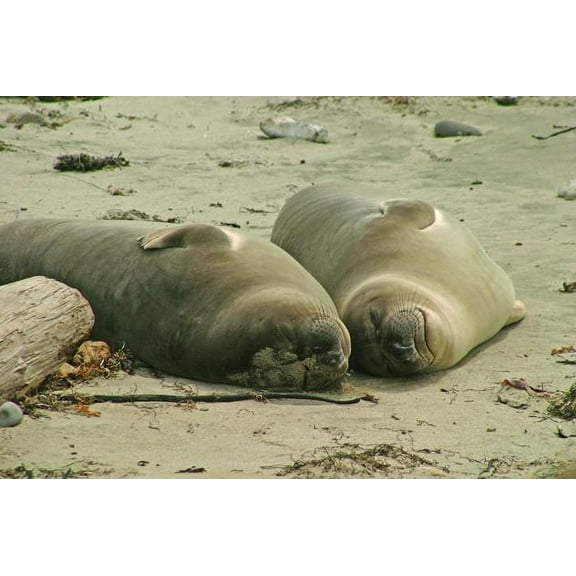 Hogan Sea Lions Wall Decal