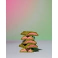 thumbnail image 5 of Bolci Matcha Strawberry White Chocolate 7.05oz, 5 of 5