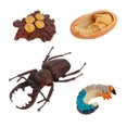 thumbnail image 1 of lionlar 2-20pack Life Cycle Stag Growth Teaching Aids Rear 2 Pcs, 1 of 8