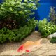 thumbnail image 4 of unbranded 3Ud Lifelike De Peces Artificiales Para Decorar Peceras Y Oficinas, 4 of 8