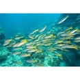 thumbnail image 1 of Posterazzi DPI1834606 Schooling Bigeye Snappers Poster Print, 18 x 12, 1 of 1
