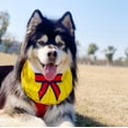 thumbnail image 6 of Dog Bandana Exquisite Printing Waterproof Cute Comfortable Dog Drool Bib Adjustable Bib Handkerchief Accessories for Small, Medium, Large and Extra-Large Dogs, 6 of 9