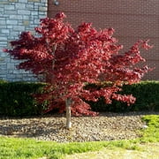 Brighter Blooms - Bloodgood Japanese Maple Tree, 3-4 ft. - No Shipping to AK, AZ, HI