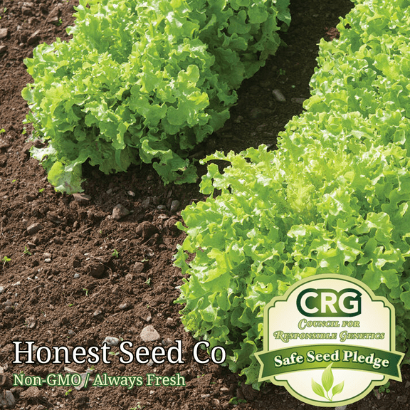 1200  Salad Bowl Lettuce Seeds | Non-GMO Garden Seeds