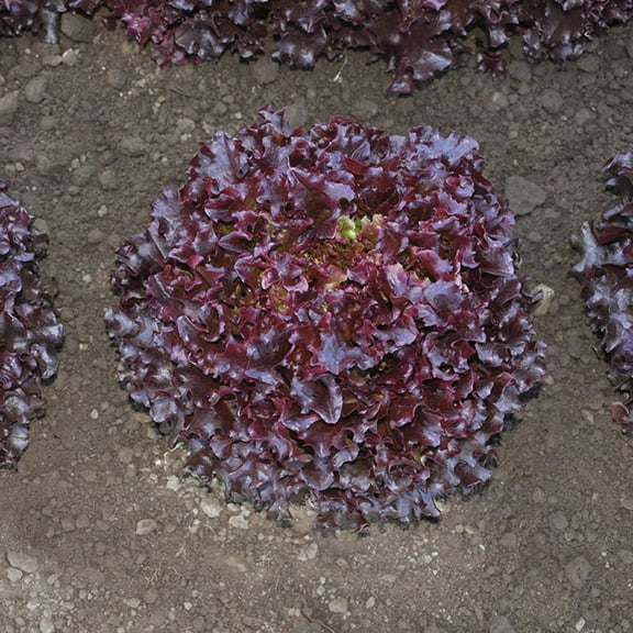 Lettuce Seeds - Brentwood Mto Organic Variety Lettuce Seeds - Non-GMO - 50 Seeds