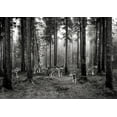 thumbnail image 2 of Pangea Images 14x11 White Modern Wood Framed Museum Art Print Titled - Pack of Wolves in the Woods (BW), 2 of 4