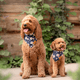thumbnail image 4 of Collar de perro con pata de estilo único, collar ajustable, 4 of 5