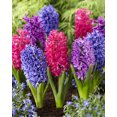 thumbnail image 1 of TASC Hyacinth ‘Orientalis’ Blue, Purple & Red Flower Bulbs – Perennial Spring-Blooming Hyacinth Bulbs, 1 of 2