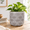 Warm Greige, variant on Modern Ceramic Pots For 6.7" Nordic Planters Indoor