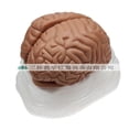 thumbnail image 3 of Human Brain Model: Anatomically Brain Model With Display Base For Science Education Classroom Study Display Teaching Medical Coffee, 3 of 3