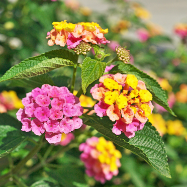 Set 4 Pink Lantana Plants Live for Planting, 4-8 Inch Height, Ornamental Lantana Live Plants Ready to Grow