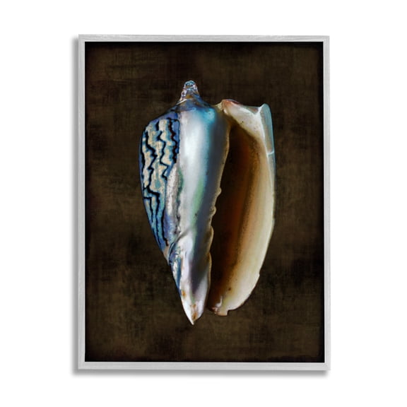 Stupell Industries Conch Shell on Black Nature Painting Gray Framed Art Print Wall Art, 11 x 14