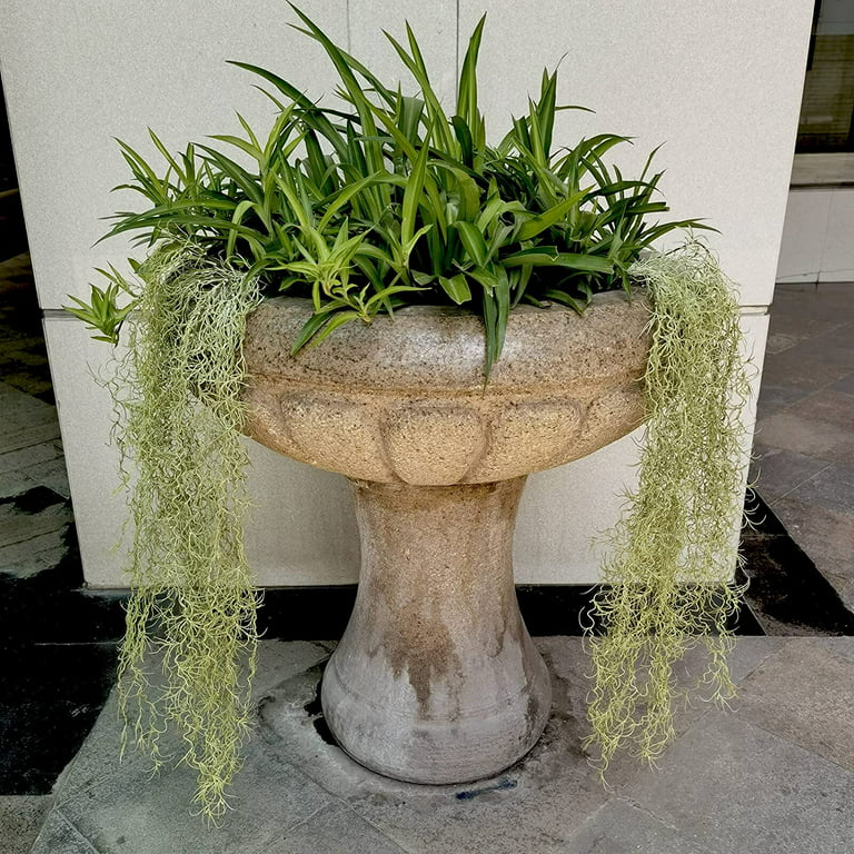 Spanish moss. Hanging plants with small plastic pot. upside down. Many  beautiful plant hanging from ceiling in the greenhouse garden Stock Photo -  Alamy