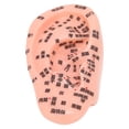 thumbnail image 4 of Modelo De Zona Del Oído, Modelo De Masaje De La Zona Del Oído Con Sensaciones Táctiles Cómodas Para La Escuela De Medicina Para El Aula Para La Enseñanza Para La Escuela ANGGREK Otros, 4 of 8