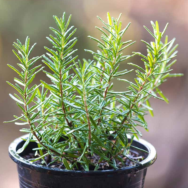 Live Rosemary Plant, Blue Purple Rosemary Herb Plants, 4-8'' Tall Potted Plant, Indoor Outdoor Growing