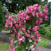 Super Dorothy Rambling Rose by Heirloom Roses - Rambling Rose Plant