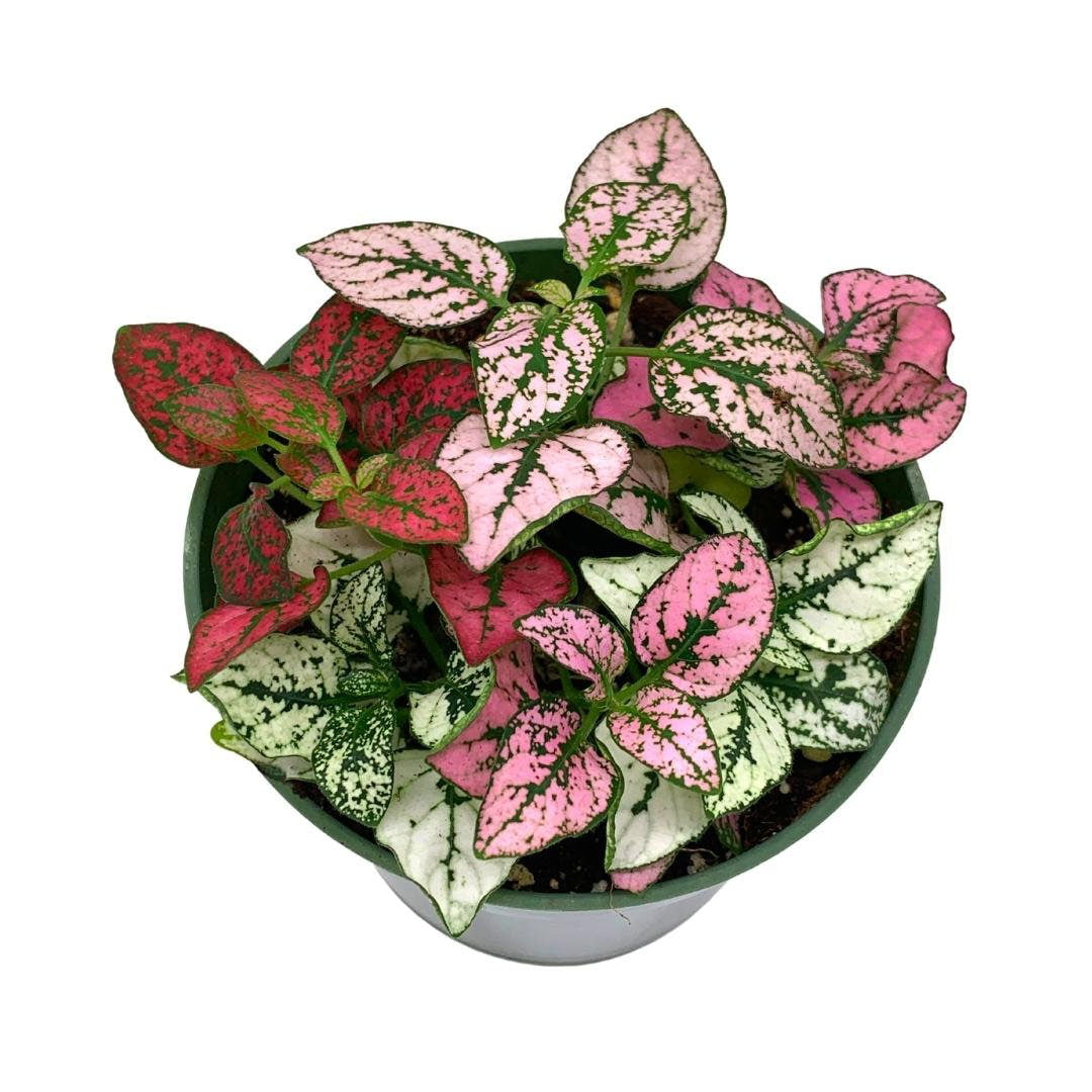 Polka-dot-plant, Hypoestes phyllostachya, Tricolor, red pink and white ...
