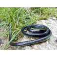 thumbnail image 5 of Realistic Rubber Black Snake 51 Inch Long Scare Fidget Toys Prank for Practical Jokes, 5 of 5