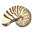 thumbnail image 2 of Reed, Tara 26x26 White Modern Wood Framed Museum Art Print Titled - Oceanum Shells white III-Nautilus, 2 of 4