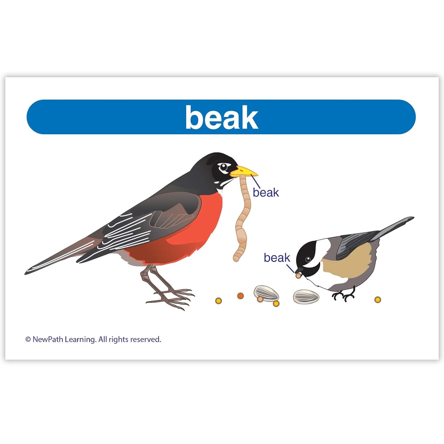 NewPath Learning Science Vocabulary Builder Flash Card Set, Grades 1-2