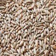 CZ Grain 10lb High Germination Rate Ryegrass Plant Seeds