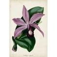 thumbnail image 3 of Paxton 17x24 Black Modern Framed Museum Art Print Titled - Plum Orchid, 3 of 5