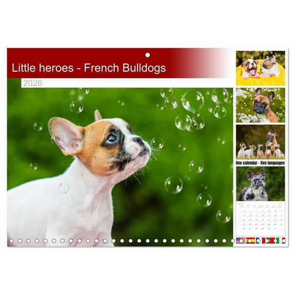 Little heroes - French Bulldogs (Monthly Wall Calendar 2026 11.7 x 16.5 (open)), CALVENDO 14 Month Calendar