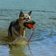 thumbnail image 2 of Juguete Para Perro Kong Con Cuerda Flotante KONG Pelotas, 2 of 3