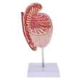 thumbnail image 1 of Modelo educativo 4D modelo de anatomía masculinoMédico sistema urinario órgano testículo modelo para fisiología educación ciencia est yotijar Modelo de órgano testicular anatómico, 1 of 7