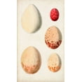 thumbnail image 2 of Unknown 20x32 Black Ornate Wood Framed with Double Matting Museum Art Print Titled - Antique Bird Eggs III, 2 of 4