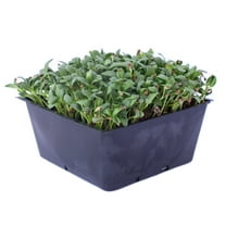 Fenugreek Herb Seeds - 1 g Packet ~75 Seeds - Non-GMO, Open Pollinated, Annual - Herb Garden & Microgreens Seeds