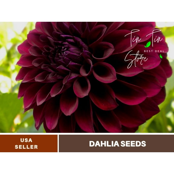 PEMDASGARDEN 40 Black Satin Dahlia Plant Seed
