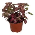 thumbnail image 3 of planta hiedra sueca natural verde 49.8 x 23.7 cm, 3 of 4