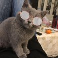 thumbnail image 2 of Gafas de sol bonitas y modernas para mascotas Gafas de sol para perros y gatos Accesorios Moda Fiesta Accesorios bonitos para mascotas Accesorios Regalo, 2 of 4