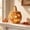 A, variant on Halloween Decoration, Rattan Witch Hat Jack O Lantern with Candle Light, Woven Pumpkin Decor for Mantel Shelf Table, 10.24 in