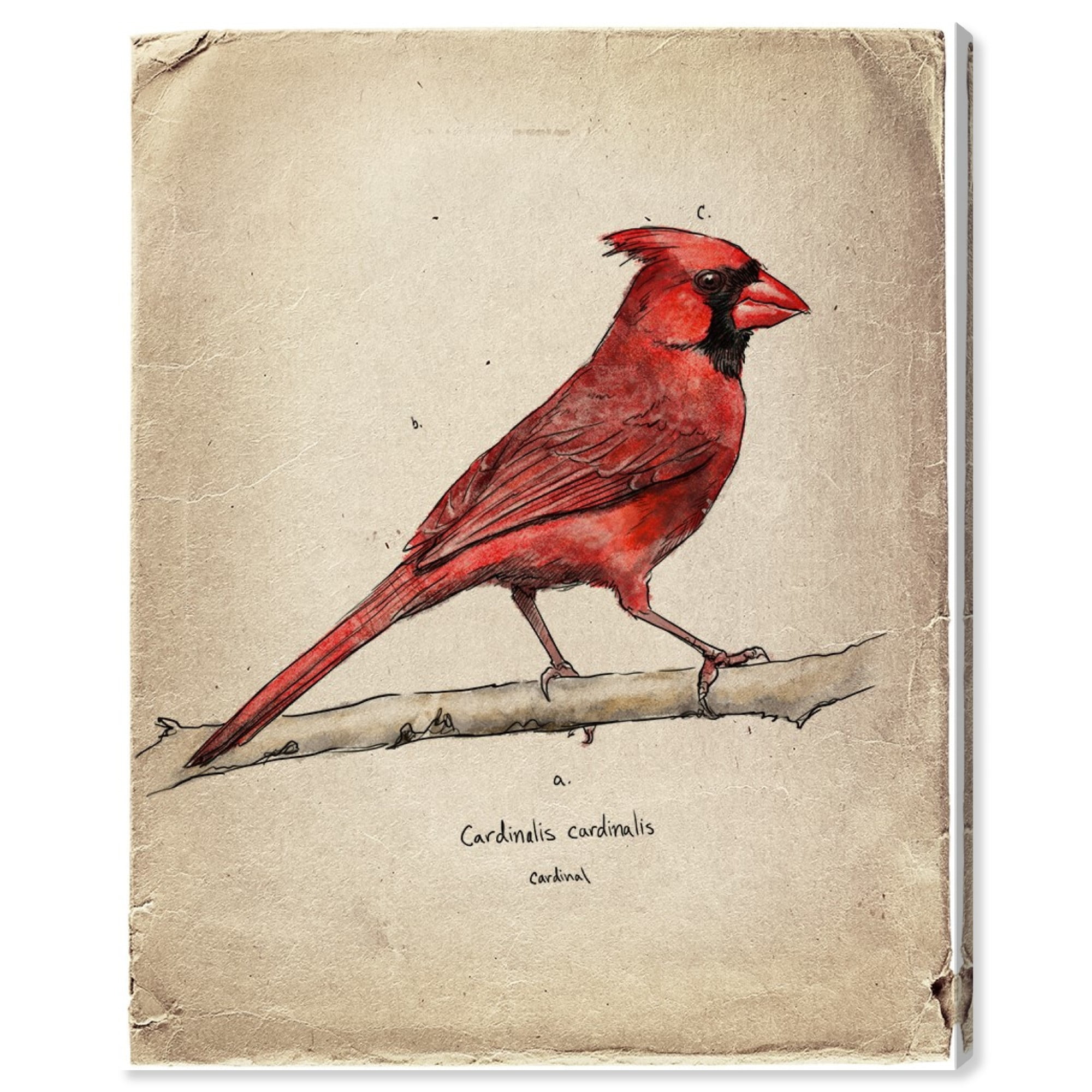 Runway Avenue Animals Wall Art Canvas Prints 'Cardinal' Birds - Red, Brown  