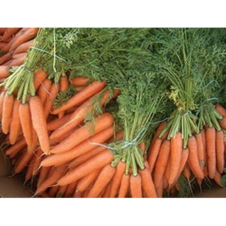 Carrot Royal Chantenay Great Heirloom Vegetable 1,300 (Best Carrot Seeds In India)