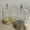 Brass, variant on Display Dome with Top Hook