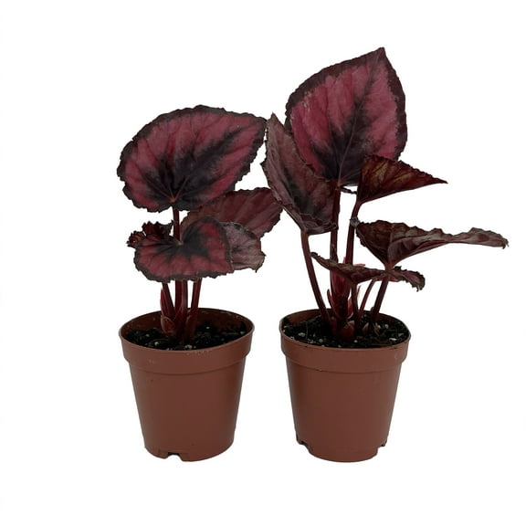 Red Rex Begonia Plant - 2 Plants in 2" Pots - Easy House Plant