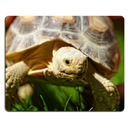 POPCreation African Spurred Tortoise Geochelone sulcata in the garden Mouse pads Gaming Mouse Pad 9.84x7.87