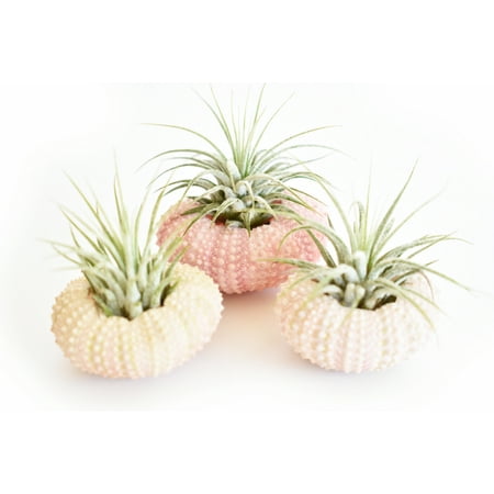 Pink Nautical Pack - 3 Pack - Beautiful Air Plant w. Pink Sea Urchin Nautical Gift Beach Wedding Decor Set