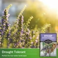 thumbnail image 2 of 3 Packs Hyssop Seeds - Hummingbird Mint - Non-GMO Heirloom Perennial Full Sun Herb, 2 of 6