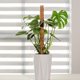 thumbnail image 4 of Poste flexible para plantas de musgo, soporte de extensión para escalada, palo de vides de Palma, decoración de flores para interior, balcón, jardín y patio, 4 of 4