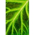thumbnail image 2 of DeFreitas, Michael 13x18 Gold Ornate Wood Framed with Double Matting Museum Art Print Titled - Leaf veins Puerto Vallarta Botanical Garden-Puerto Vallarta-Jalisco-Mexico, 2 of 4