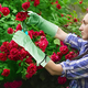 thumbnail image 5 of 1 par de guantes de jardinería para mujer, guantes de jardinería para podar el jardín y alimentar a la granja, 5 of 5
