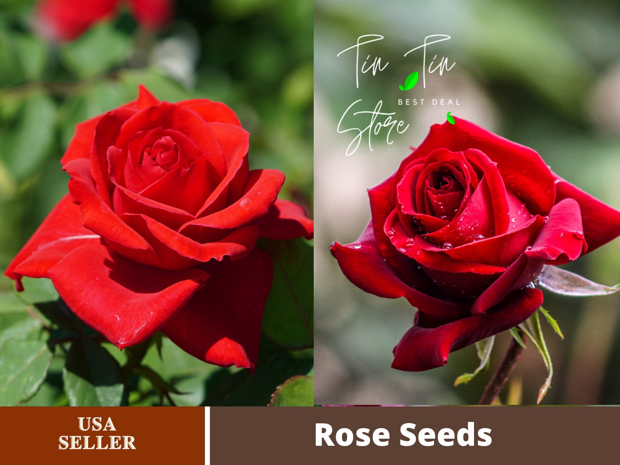 30+ Seeds Red Rose Perennial Flower Seeds 1083 BUY 4 GET 1 FREE