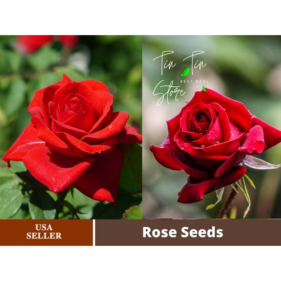 30  Seeds| Red Rose Perennial Flower Seeds #1083 |BUY 4 GET 1 FREE|