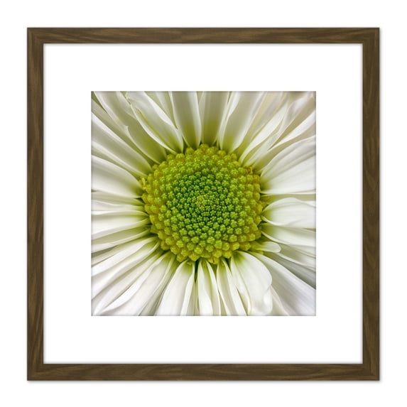 DeSousa White Chrysanthemum Flower Photo 8X8 Inch Square Wooden Framed Wall Art Print Picture with Mount